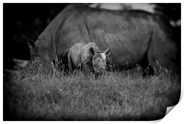 Black Rhinoceros and Calf  Print by Mike Evans