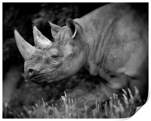 Black Rhinoceros Print by Mike Evans
