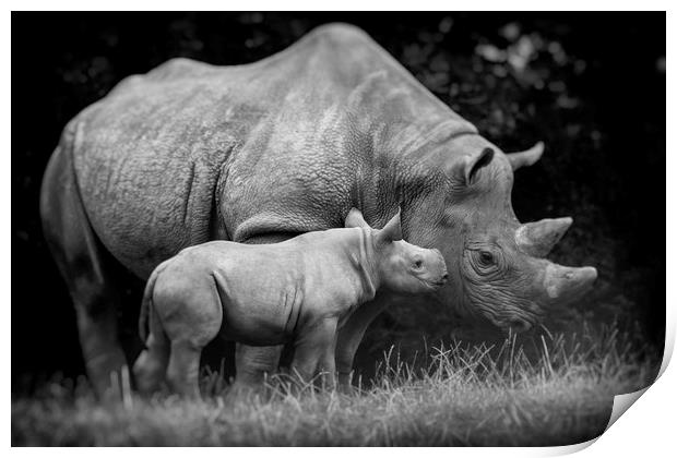 Black Rhinoceros and Calf  Print by Mike Evans