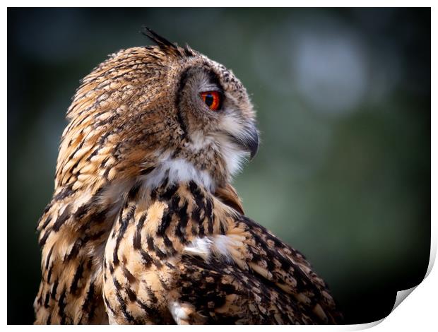 Eurasian Eagle Owl Print by Mike Evans