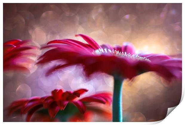 Daisy - Gerbera Experimental / Abstract photograph Print by Mike Evans