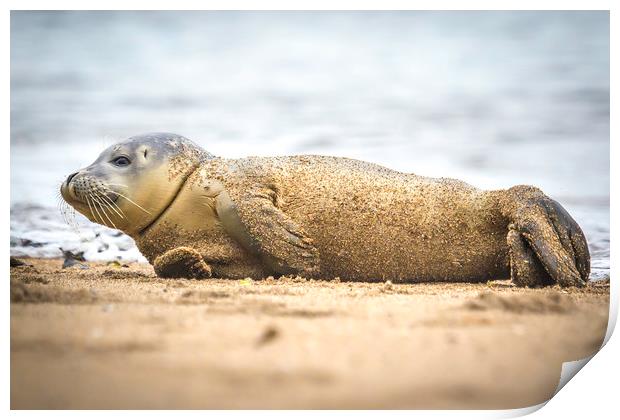 Seal Pup on the Beach. Print by Mike Evans