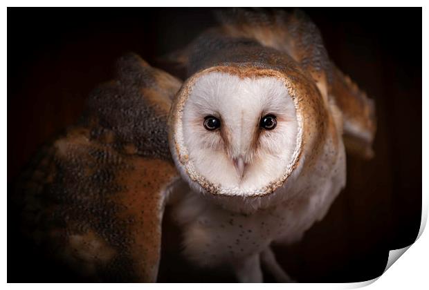 Barn Owl - Looking at you. Print by Mike Evans