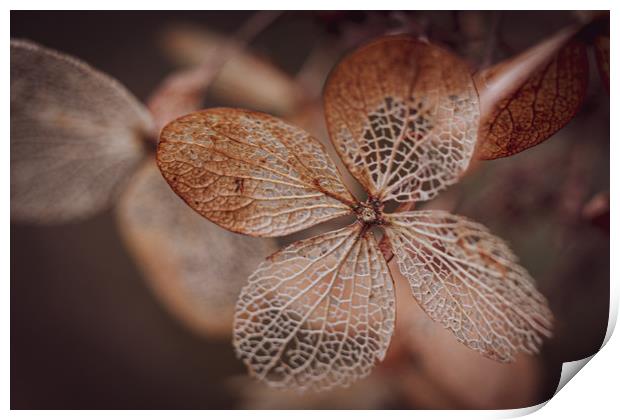 Hydrangea Leaf Skeleton. Print by Mike Evans