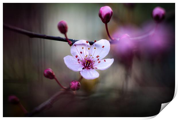 Cherry Blossom. Print by Mike Evans