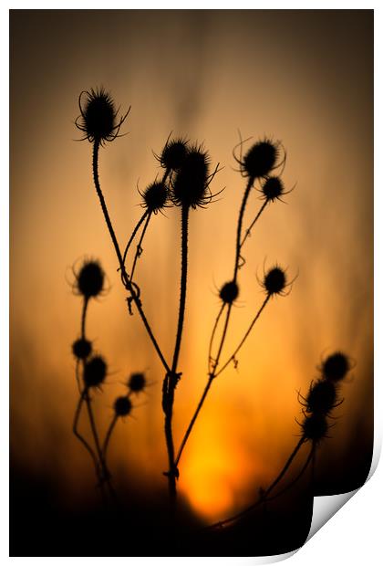 The Dying Sun of a Common Thistle. Print by Mike Evans