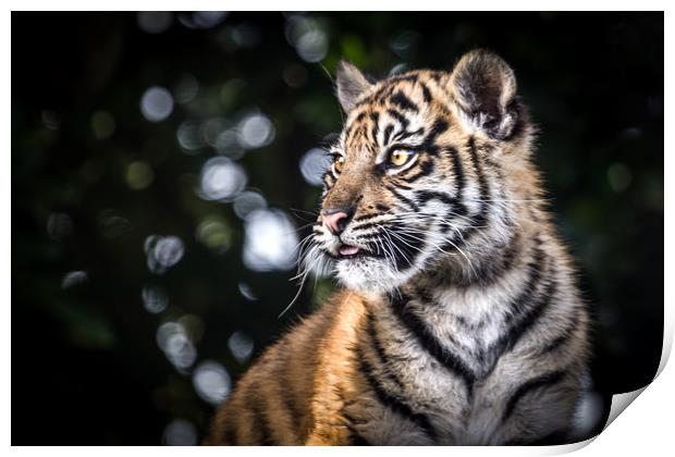 Sumatran Tiger Cub. Print by Mike Evans
