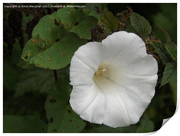Calystegia Spithamaea Print by Kevin Maughan
