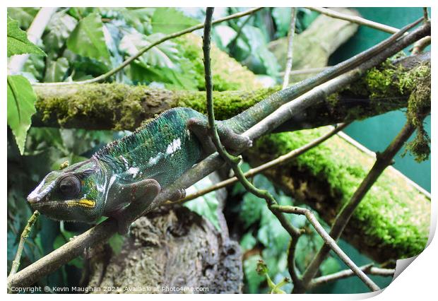 Panther Chameleon Print by Kevin Maughan