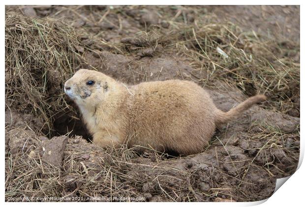 Black Tail Prairie Dog (2) Print by Kevin Maughan