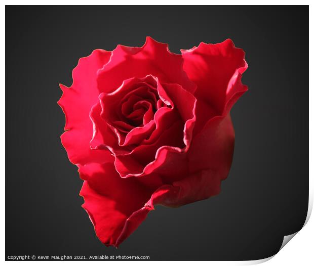 A Single Rose Head Print by Kevin Maughan