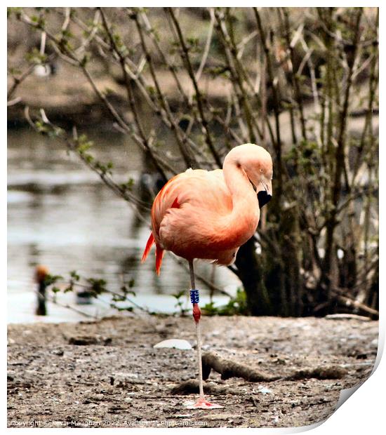 A Flamingo Standing On One Leg  Print by Kevin Maughan