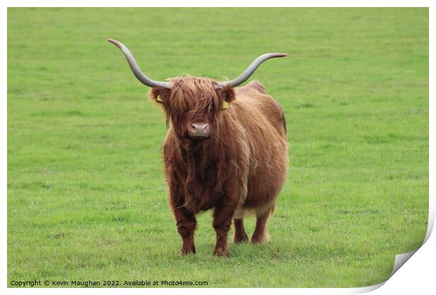 Majestic Highland Cow in Northumberland Print by Kevin Maughan