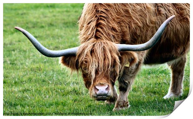 Majestic Highland Cow in Northumberland Field Print by Kevin Maughan