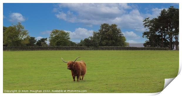 Highland Cow (2) Print by Kevin Maughan