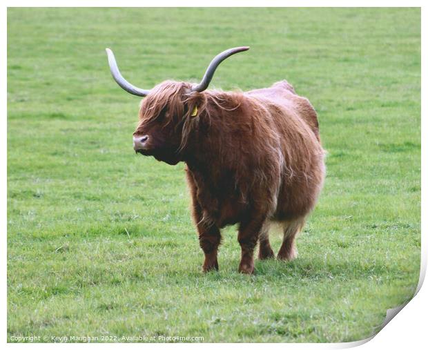Majestic Highland Cow in Northumberland Print by Kevin Maughan