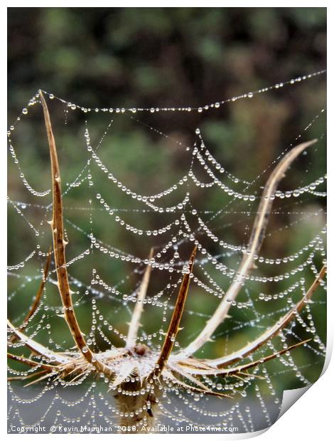 Spiders Web Print by Kevin Maughan