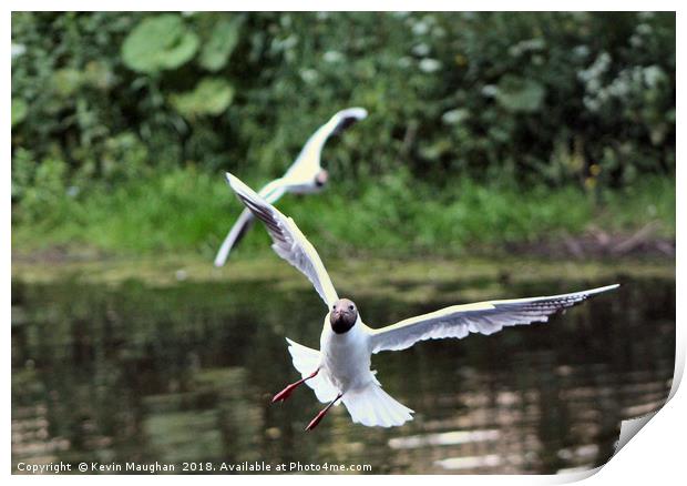Black Head Gull In Flight At Morpeth Print by Kevin Maughan