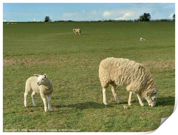 Mother Sheep and Lamb in Field Print by Philip Brown