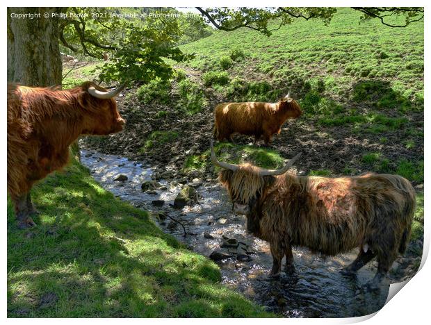 A herd of Highland Cattle in a Stream Print by Philip Brown