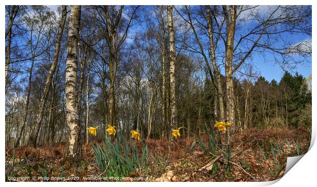 Daffodils in Woods Print by Philip Brown