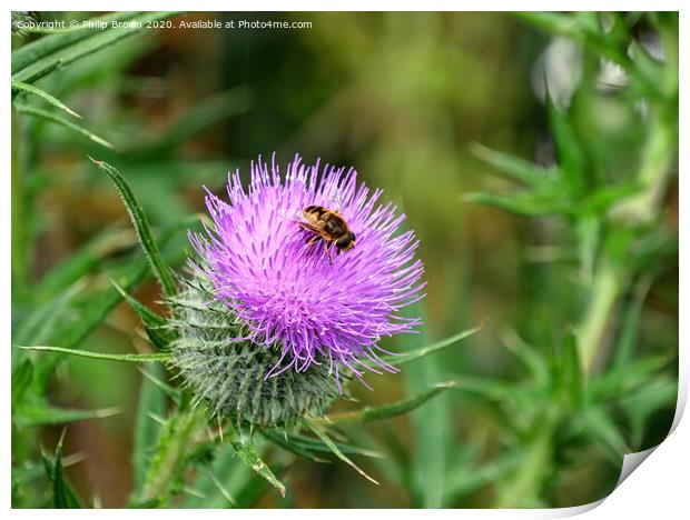 A Hover Fly on the magnificent Spear Thistle Print by Philip Brown