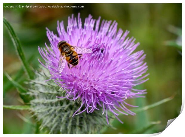A Hover Fly on the magnificent Spear Thistle 2 Print by Philip Brown