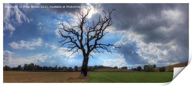 The Lonely Tree - Panorama 2 Print by Philip Brown