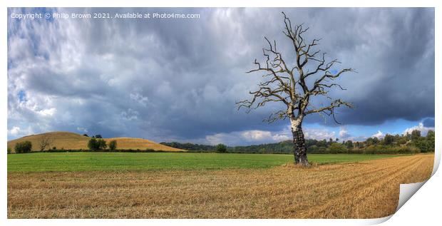 The Lonely Tree - Panorama 1 Print by Philip Brown