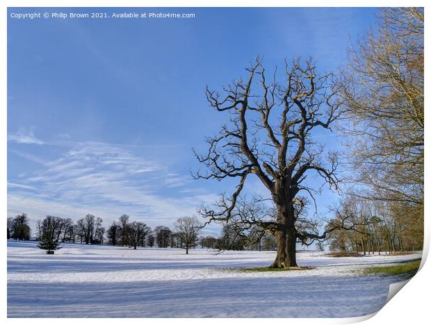 Tree in Winters Snow Print by Philip Brown