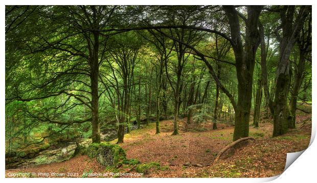 Coed-Y-Brennin Forest, Dolgellau, Wales Print by Philip Brown