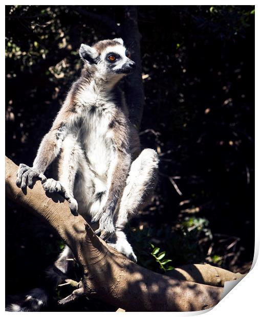 Lemurs of Madagascar, Ring Tailed Lemurs (y.d) Print by yeshaya dinerstein