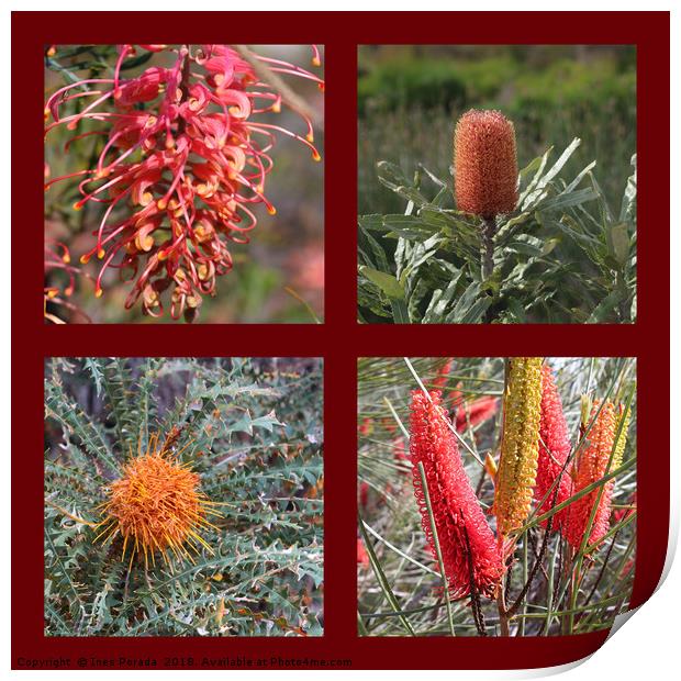 Collection of Australian Proteaceae flowers Print by Ines Porada