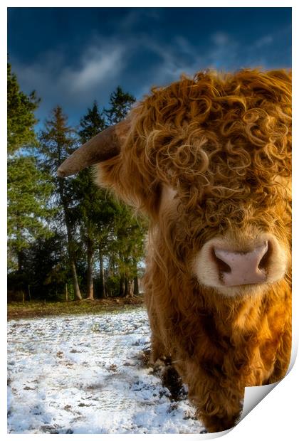Highland Cow with a Cheeky Look Print by Duncan Loraine