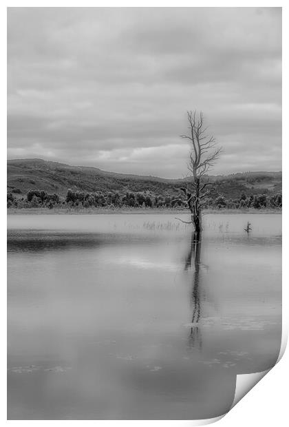 Tree in The Loch Print by Duncan Loraine