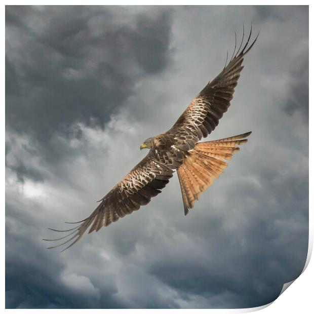 Red Kite Print by Duncan Loraine