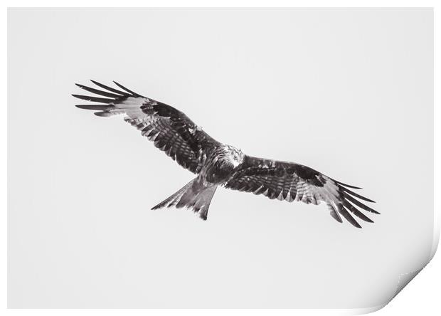 Wild Kite in Black and White Print by Duncan Loraine