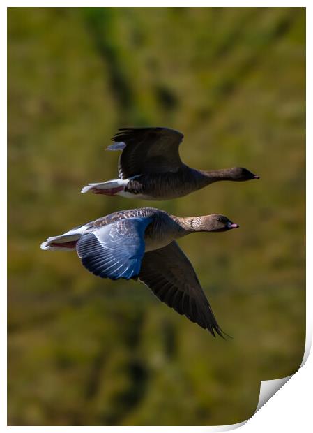 Pink Footed Geese Print by Duncan Loraine