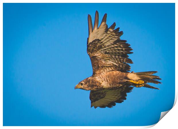 Common Buzzard Print by Duncan Loraine