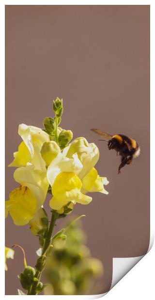 Plant flower Print by Duncan Loraine