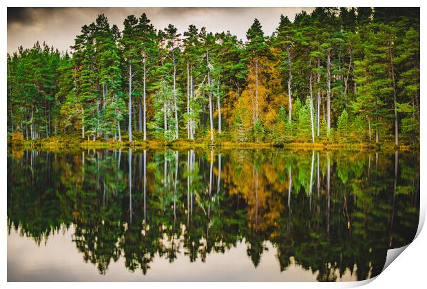 Forrest and a Loch Print by Duncan Loraine