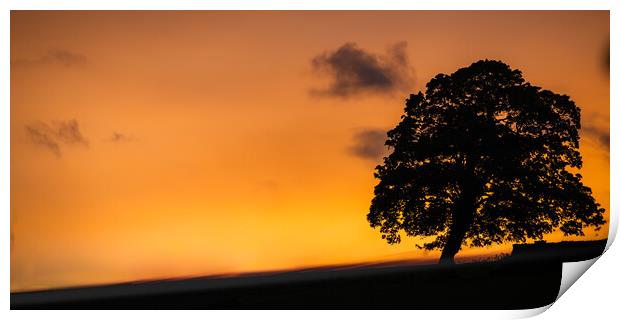 Sunset Tree Print by Duncan Loraine