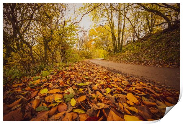 Sunlit Path of Autumn Print by Duncan Loraine