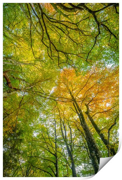 Tree Canopy Print by Duncan Loraine