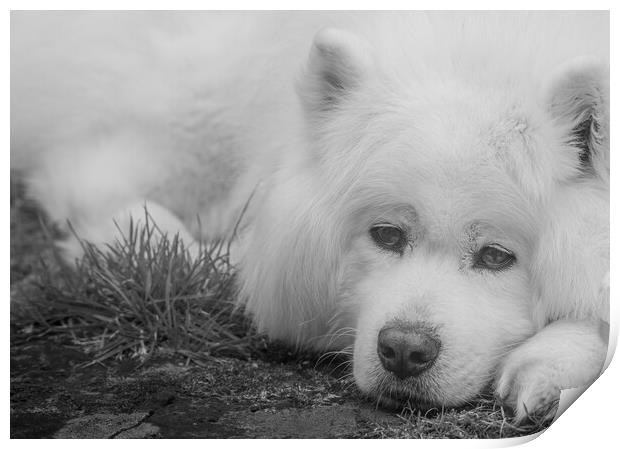 Samoyed in Black & White Print by Duncan Loraine