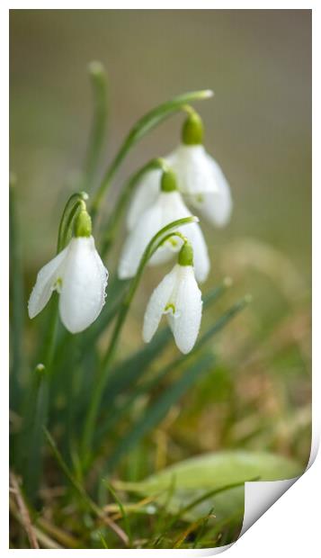 A close up of Snowdrops Print by Duncan Loraine