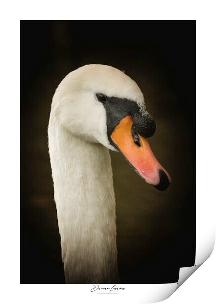 Swan Signed Print Print by Duncan Loraine