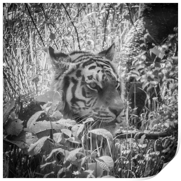 Tiger in Black & White Print by Duncan Loraine