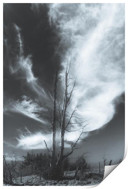 Bare tree Black and White Print by Duncan Loraine