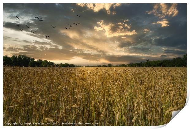A barley cultivation field Print by Sergio Delle Vedove